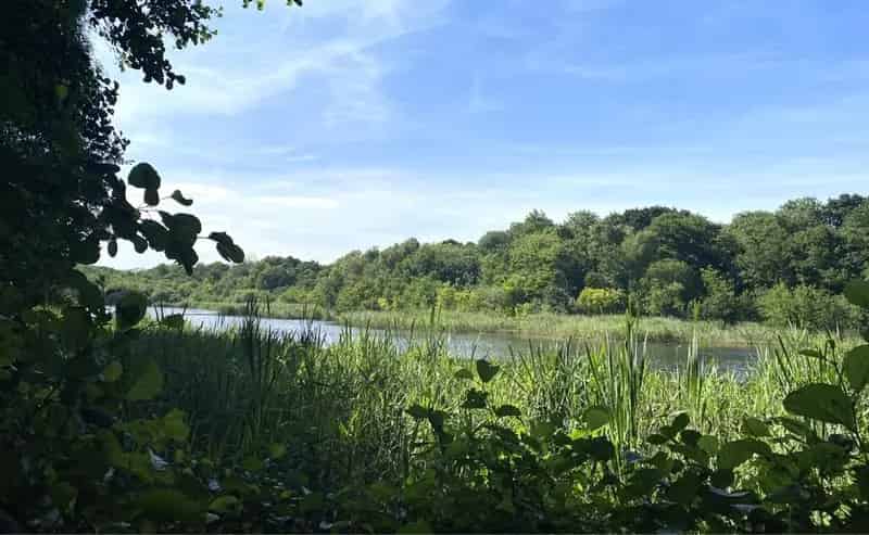Woodland and Lake in Norfolk Broads National Park