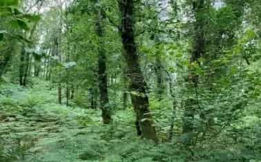 8.78 Acre Woodland in Barle Valley SSSI Exmoor National Park