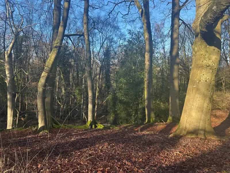 36 Acres of Land for Sale: Woodland, Pasture, and Rewilded Areas