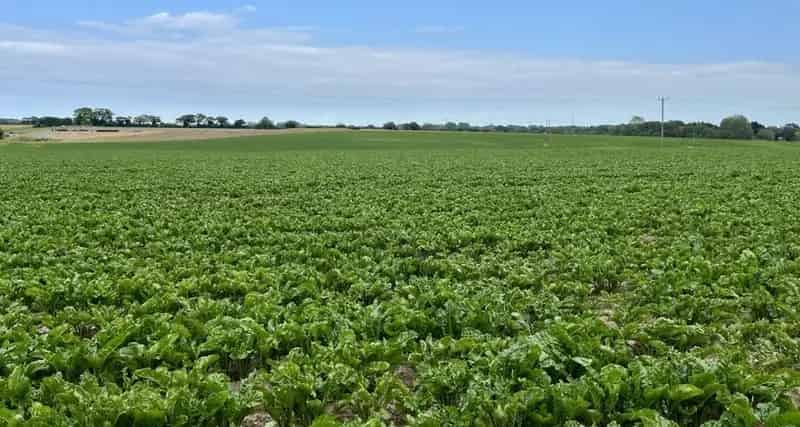 Hurricane Farm Arable Land 77 Acres Norfolk