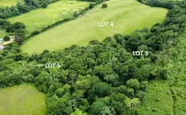 Mature Woodland in Sid Valley AONB