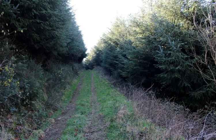 14 Acre Conifer Plantation near Landkey North Devon