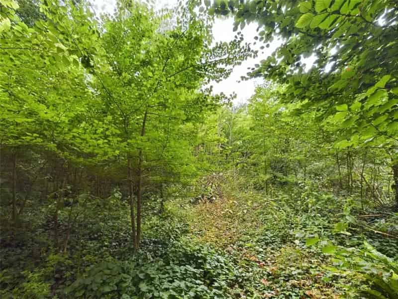 0.63 Acre Woodland Plot for Sale in Wadebridge