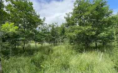 Land For Sale in Torridge District, England