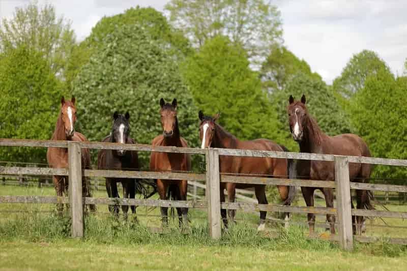 Farm for Sale