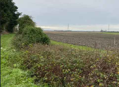 Thanet Habitat Site with Diverse Woodland and Hedgerow