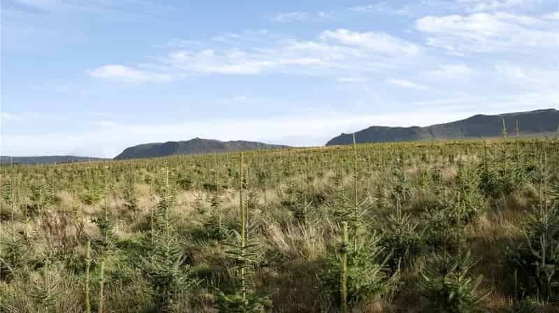 Mainshill Woodland 23.07 Hectares Established Woodland Carbon Code