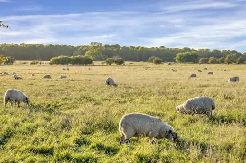 58.99 Acres Pastureland Flecknoe Amenity Potential