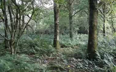 Shears Copse Woodland 276 Acres near Winkleigh