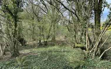 Woodland for Sale near Bishops Tawton