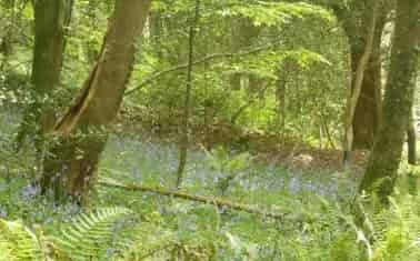 Secluded 4-Acre Woodland River Lym AONB