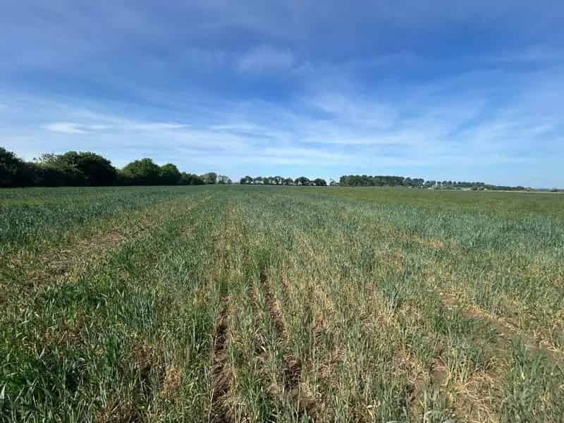 12.5 Acres Arable Land for Sale Willingham Cambridgeshire