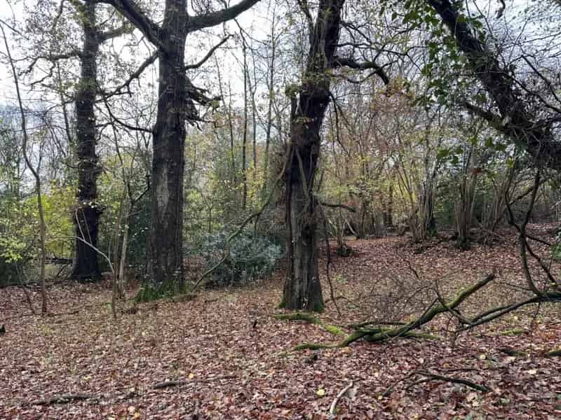 36 Acres of Land for Sale: Woodland, Pasture, Rewilding Opportunity