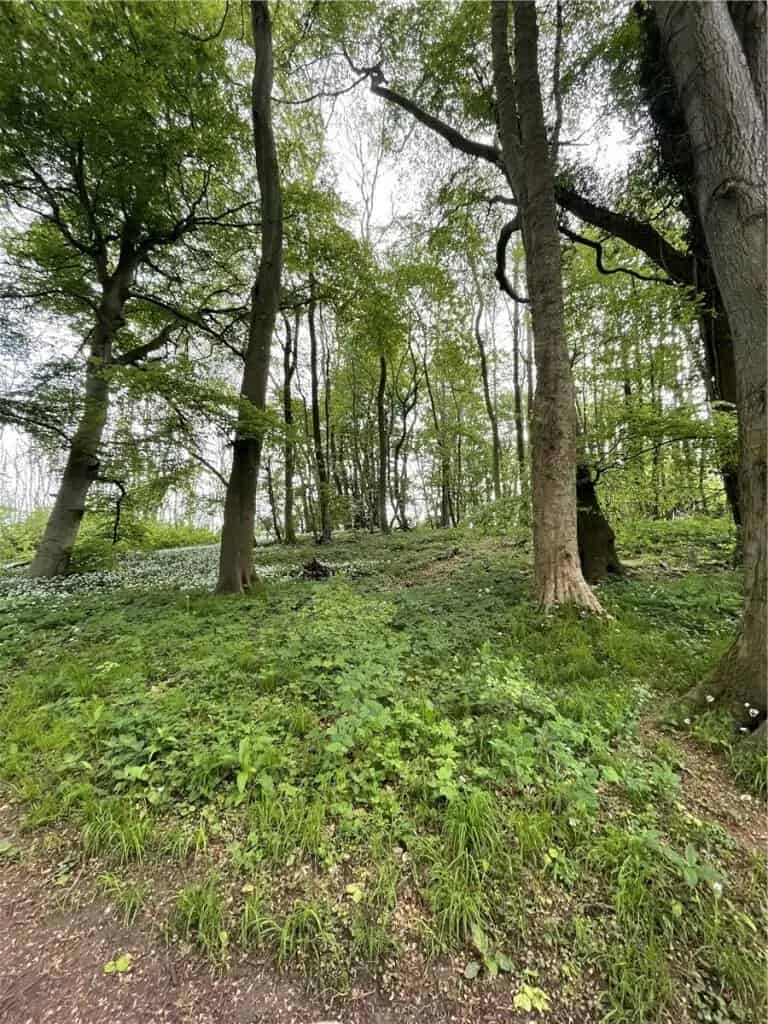50 Acres of Woodland and Pasture in Castle Combe